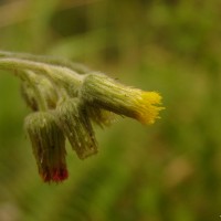 Blumea zeylanica Grierson